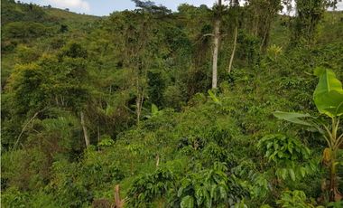 Finca para la venta en la via Santa Rosa de Cabal - El Manzanillo!!!