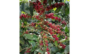 Finca para la venta en la via Santa Rosa de Cabal - El Manzanillo!!!