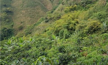 Finca para la venta en la via Santa Rosa de Cabal - El Manzanillo!!!