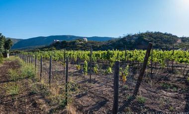 CASA con VIÑEDO en Valle de Guadalupe Quinta Estrella: Exclusividad, Sustentabil