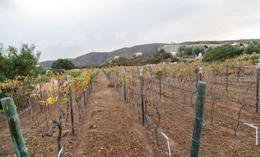CASA con VIÑEDO en Valle de Guadalupe Quinta Estrella: Exclusividad, Sustentabil