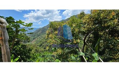Vereda la Miel, municipio de La Ceja, Antioquia.