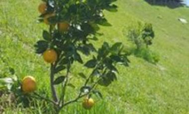 VENTA de FINCAS en MARINILLA