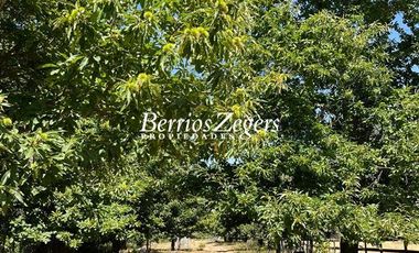 Agrícola en Venta en Puente Malcho / Río Longaví / Parral