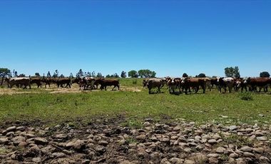 Parcela en Venta en  Linares