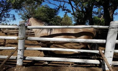 Parcela en Venta en  Linares
