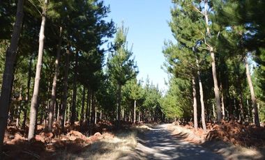 Agrícola en Venta en Laja