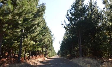 Agrícola en Venta en Laja