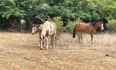 Casa en Venta en Variante Estero Puángüe