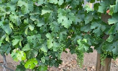 Casa en Venta en Variante Estero Puángüe