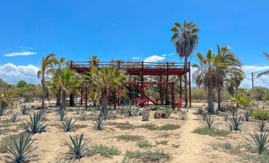 La Pastora Beach Agave Fields