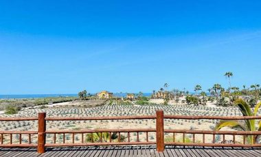 La Pastora Beach Agave Fields