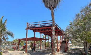 La Pastora Beach Agave Fields