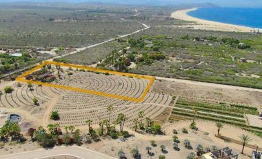 La Pastora Beach Agave Fields