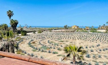 La Pastora Beach Agave Fields