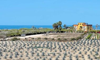 La Pastora Beach Agave Fields