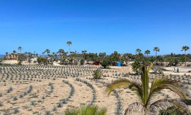 La Pastora Beach Agave Fields