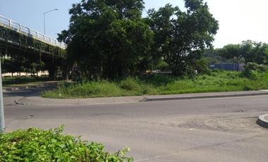 LOTE CEDRO
