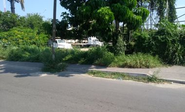 LOTE CEDRO