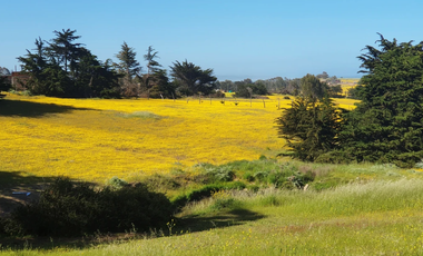 Sitio en Venta en PUNTA DE LOBOS-PICHILEMU