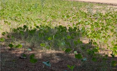 LOTE EN COSTA ESMERALDA  SENDEROS IV
