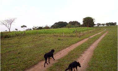 FINCA PALMERA DE 4.800 HECTAREAS EN VENTA, PUERTO LOPEZ META