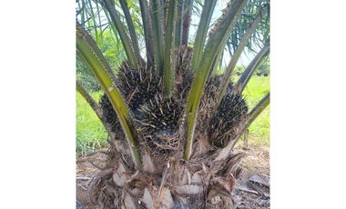 FINCA PALMERA DE 4.800 HECTAREAS EN VENTA, PUERTO LOPEZ META