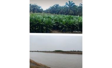FINCA PALMERA DE 4.800 HECTAREAS EN VENTA, PUERTO LOPEZ META