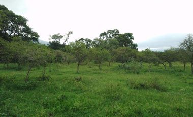 VENTA / FINCA / LA ALMONA / 5 HAS. / USD 250.000