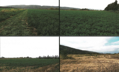 VENTA /CAMPO /FINCA SISA/ PAMPA BLANCA/ 60 HAS./ USD 1.500.000
