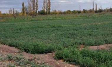 Finca con casa y frutales en Real del Padre (Linea de Goico)
