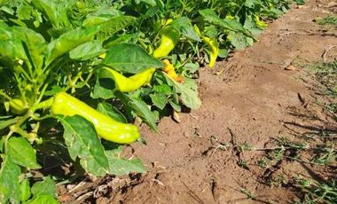 Finca con casa y frutales en Real del Padre (Linea de Goico)