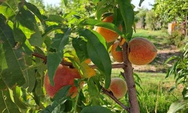 Finca con casa y frutales en Real del Padre (Linea de Goico)