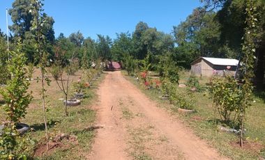FUNDO SAN PEDRO DE COLICHEU - CABRERO - BIOBIO