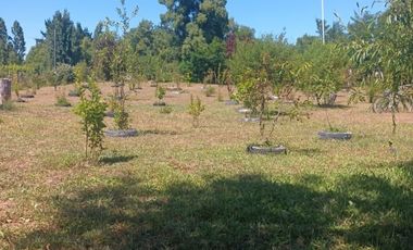 FUNDO SAN PEDRO DE COLICHEU - CABRERO - BIOBIO