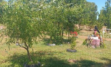 FUNDO SAN PEDRO DE COLICHEU - CABRERO - BIOBIO