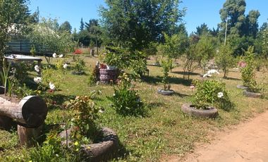 FUNDO SAN PEDRO DE COLICHEU - CABRERO - BIOBIO