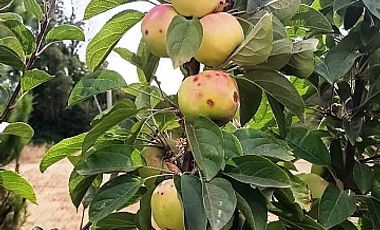 FUNDO SAN PEDRO DE COLICHEU - CABRERO - BIOBIO