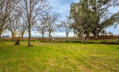 Campo en  ABBOTT