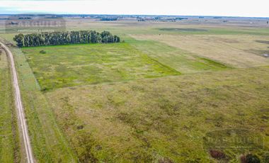 Campo en  ABBOTT