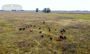 Campo en  ABBOTT