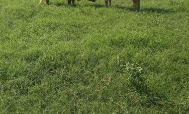 RANCHO GANADERO EN TAMAULIPAS