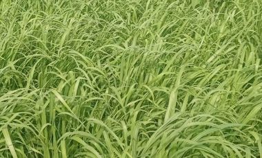 RANCHO GANADERO EN TAMAULIPAS