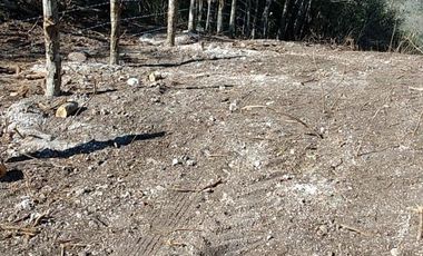 RANCHO GANADERO EN TAMAULIPAS