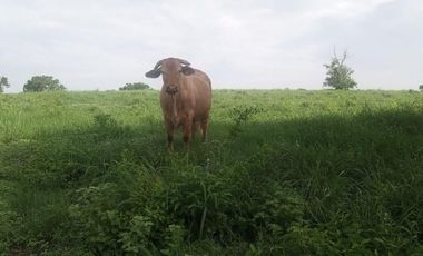 RANCHO GANADERO EN TAMAULIPAS