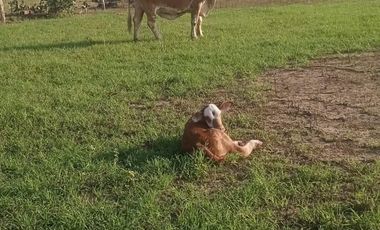 RANCHO GANADERO EN TAMAULIPAS
