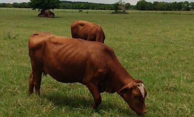 RANCHO GANADERO EN TAMAULIPAS