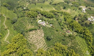 Finca productiva en venta sector Filandia