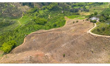 Se Vende Finca Cultivada En Tahiti y Yuca  En Pijao Quindio