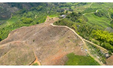 Se Vende Finca Cultivada En Tahiti y Yuca  En Pijao Quindio